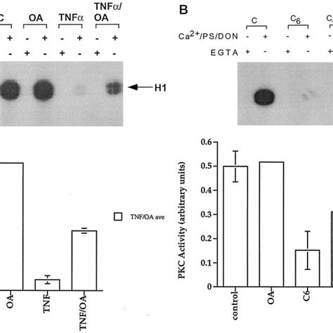 Okadaic Acid Blocks The Effects Of TNF And Ceramide On PKC Activity