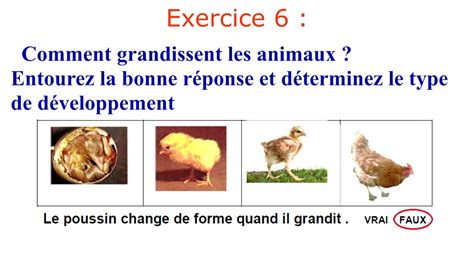 Reproduction Sexuée Chez Les Animaux Exercices التوالد الجنسي عند