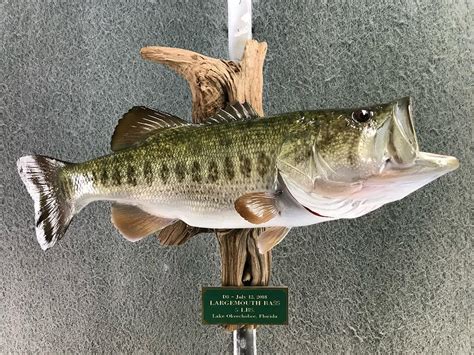 Largemouth Bass Mounts Replica Mounts From New Wave Taxidermy