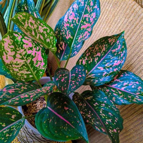 15 Best Naturally Pink Houseplants Youll Love Of Life And Lisa