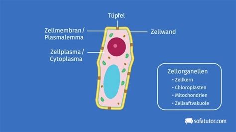 Pflanzenzelle Alles Was Du Wissen Sollst Easy Schule