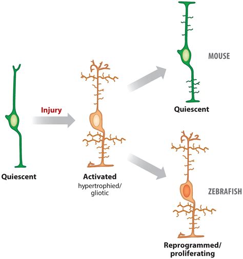 Reprogramming Müller Glia to Regenerate Retinal Neurons Abstract