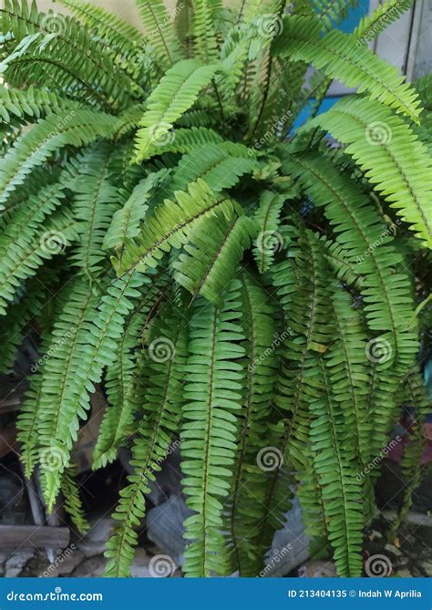 natural view  tanaman pakis  tanaman paku  pteridophyta stock