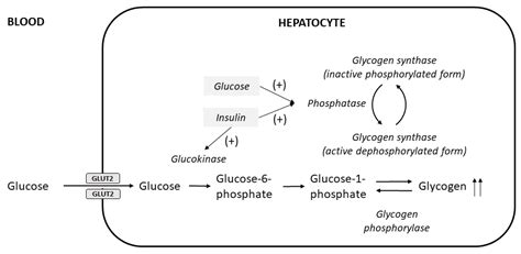 Ijms Free Full Text The Liver And Glycogen In Sickness And In Health