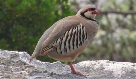 Chukar Partridge | The Animal Facts | Appearance, Diet, Habitat, Behavior