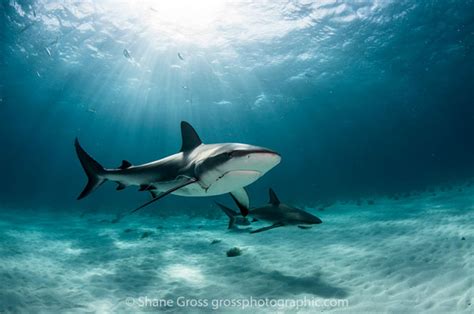 Underwater Shark Photography