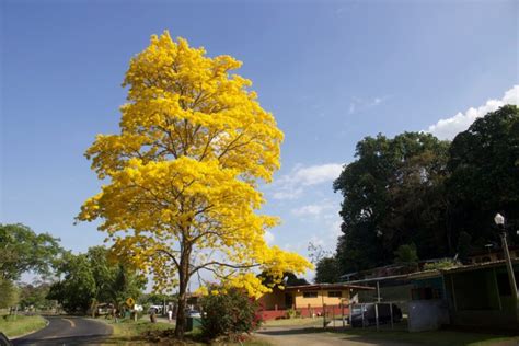 Guayacanes Una Especie Que Une A Latinoamérica