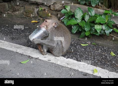 Monkey drinking coffee Stock Photo - Alamy