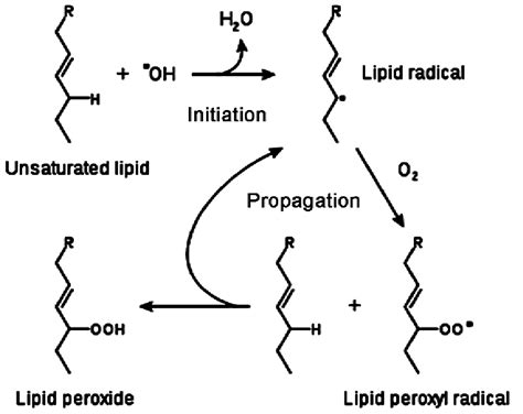 Lipid Oxidation Reaction