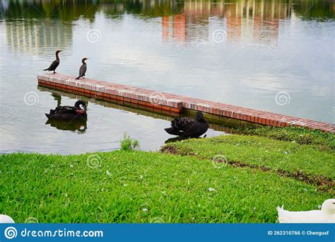 Black Swan In Lake Morton At City Center Of Lakeland Stock Photo