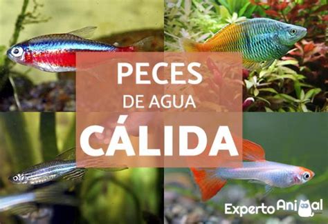 20 Peces De Agua Cálida Para Principiantes