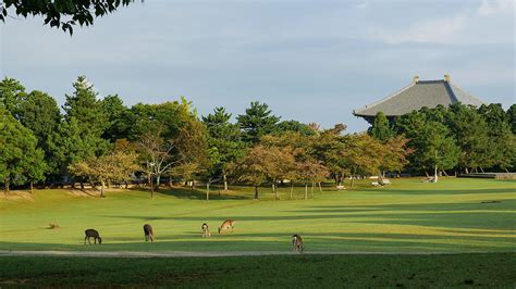 Nara Deer Park - TokyoStreetView