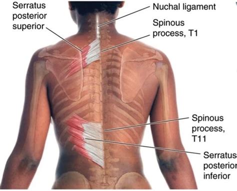 Serratus Posterior Muscle Origin Insertion Function Exercise