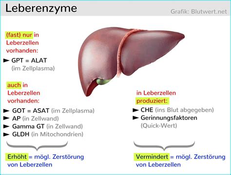 Fettleber Steatosis Hepatis Ursachen Symptome Blutwerte