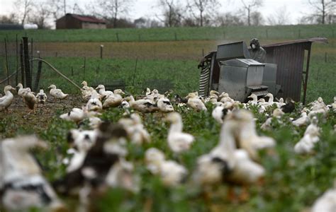 132 000 Kippen Geruimd Vanwege Vogelgriep Op Brabantse Boerderij NRC