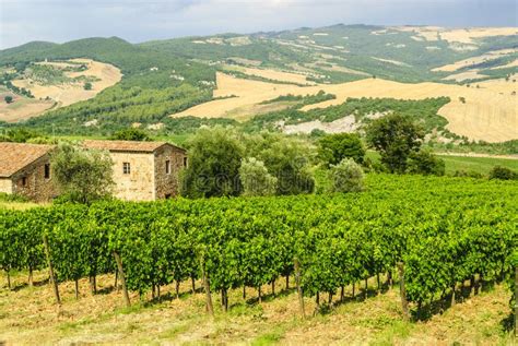 Vineyards of Montalcino (Tuscany) Stock Photo - Image of nature ...