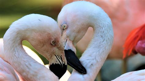 Same Sex Flamingo Couple Break Up In Denver Zoo