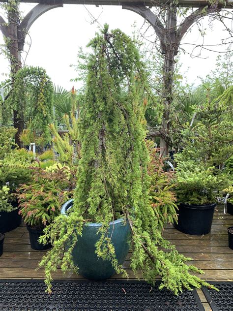 Buy Cedrus Deodara Pendula Architectural Plants