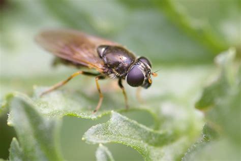 Hoverflies - Nature Guide UK