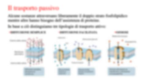 SOLUTION Le Modalit Di Trasporto Di Membrana Studypool