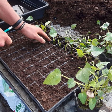 Comment Bouturer Des Patates Douces Jardin D Essai