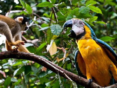 PERUVIAN RAINFOREST: 10 OUTSTANDING SPECIES - Natourandes