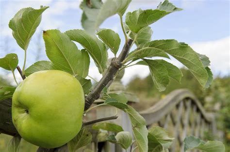 Discover How To Prune Apple Trees In Summer For More Tasty Fruit And A Better Shape In Our