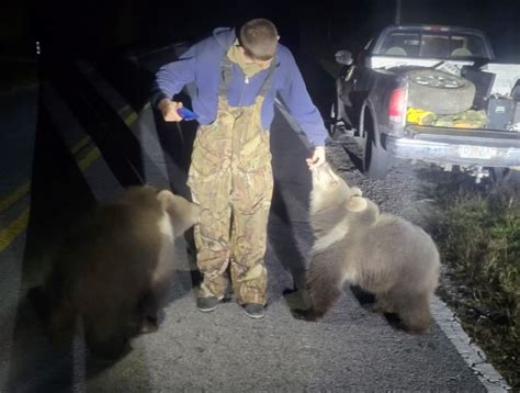 Kodiak Bear Cubs Were Found In Florida Thousands Of Miles Away From Their Native Home