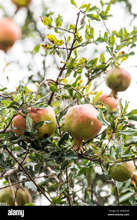 Ripe Pomegranate Fruit On Tree Branch In Addis Ababa Ethiopia Stock