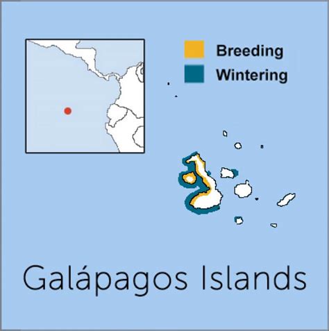 Galapagos Penguin - American Bird Conservancy