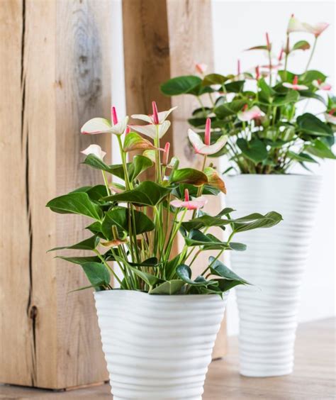 Home Decorating Tips How To Use Anthurium Plants Anthurium English