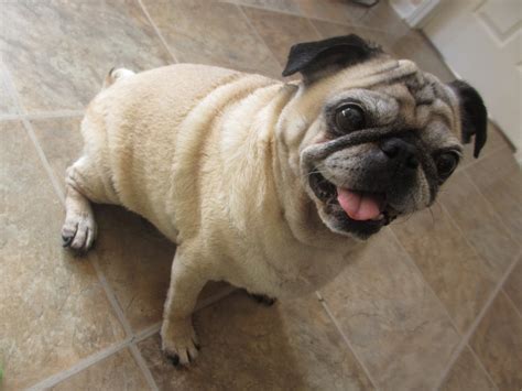 5 Adorable Pug Personality Traits Frank Loves Beans