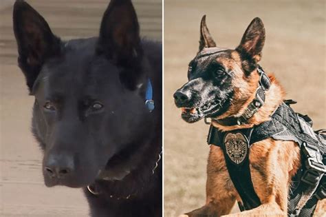 New York Post On Twitter Second K 9 Officer In One Week Dies In Hot Car After Safety System