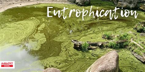 Eutrophication Meaning Definition Causes Process Diagram In Biology