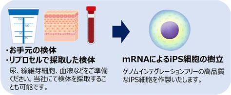 Ips細胞樹立受託サービス｜rnaリプログラミング 株式会社リプロセル