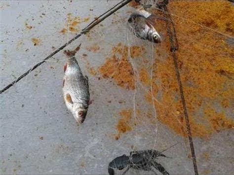 ОЧЕНЬ уловистая снасть ХАПУГА. ЗИМНИЙ ПОДЛЕДНЫЙ ПАУК, - YouTube