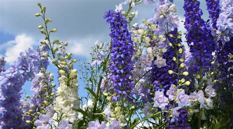 13 Mistakes to Avoid When Growing Delphinium This Season | Delphinium, Delphinium plant ...