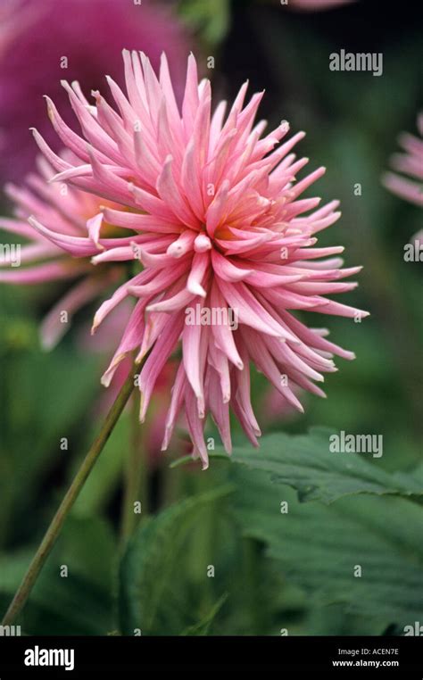 Cactus Dahlia Park Princess Stock Photo Alamy