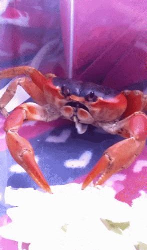 Crab Dance Gif Crab Dance Dancing Discover Share Gifs Images