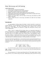 Lab 8 Basic Microscopy And Staining Docx Basic Microscopy And Cell