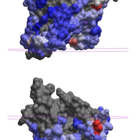 Protein Protein Binding Predictions For An Archaeal Site 2 Protease