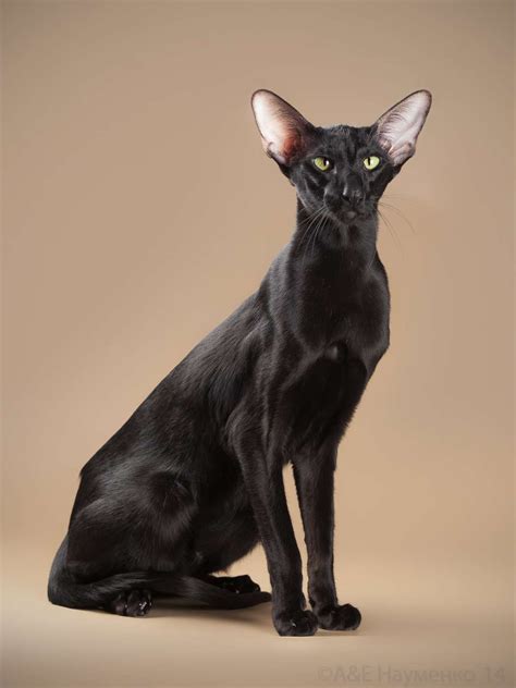 Black Oriental Shorthair Oriental Shorthair Oriental Shorthair Cats