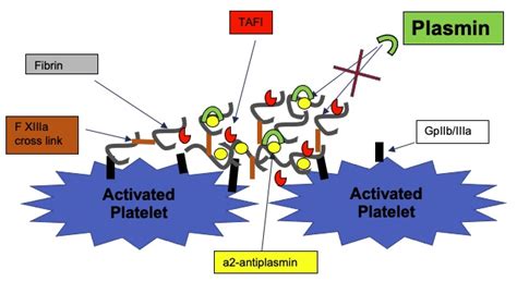 Coagulation Pathway - OpenAnesthesia