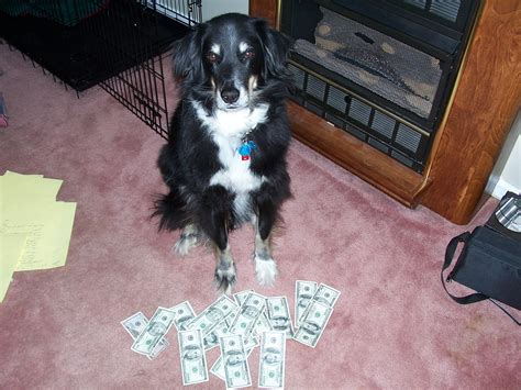 Pictures Of Cute Dogs With Money Popsugar Pets