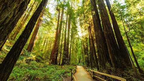 Redwood National Park Wallpapers Wallpaper Cave