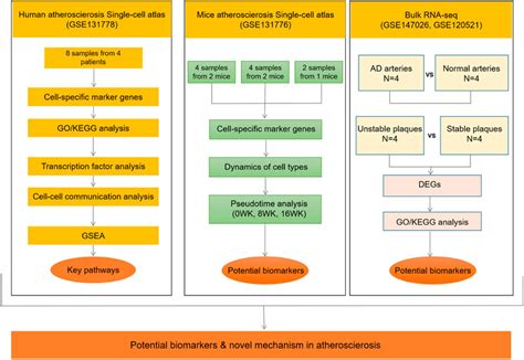 Frontiers Integrated Single Cell Rna Seq Analysis Reveals The Vital