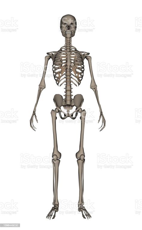 Foto De Esqueleto Humano 3d Render E Mais Fotos De Stock De Anatomia Anatomia Areia Biologia