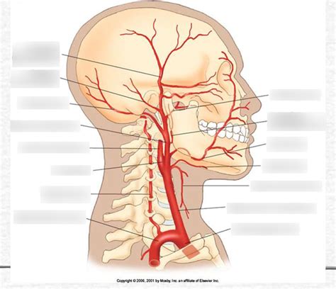 External Carotid Artery Diagram Quizlet