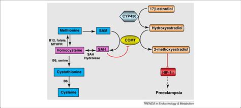 warrior  worrier  truth  comt