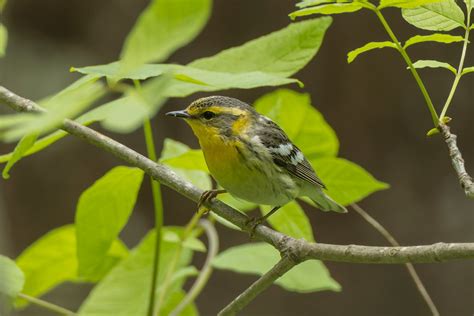 Blackburnian Warbler Female Hammerchewer Flickr